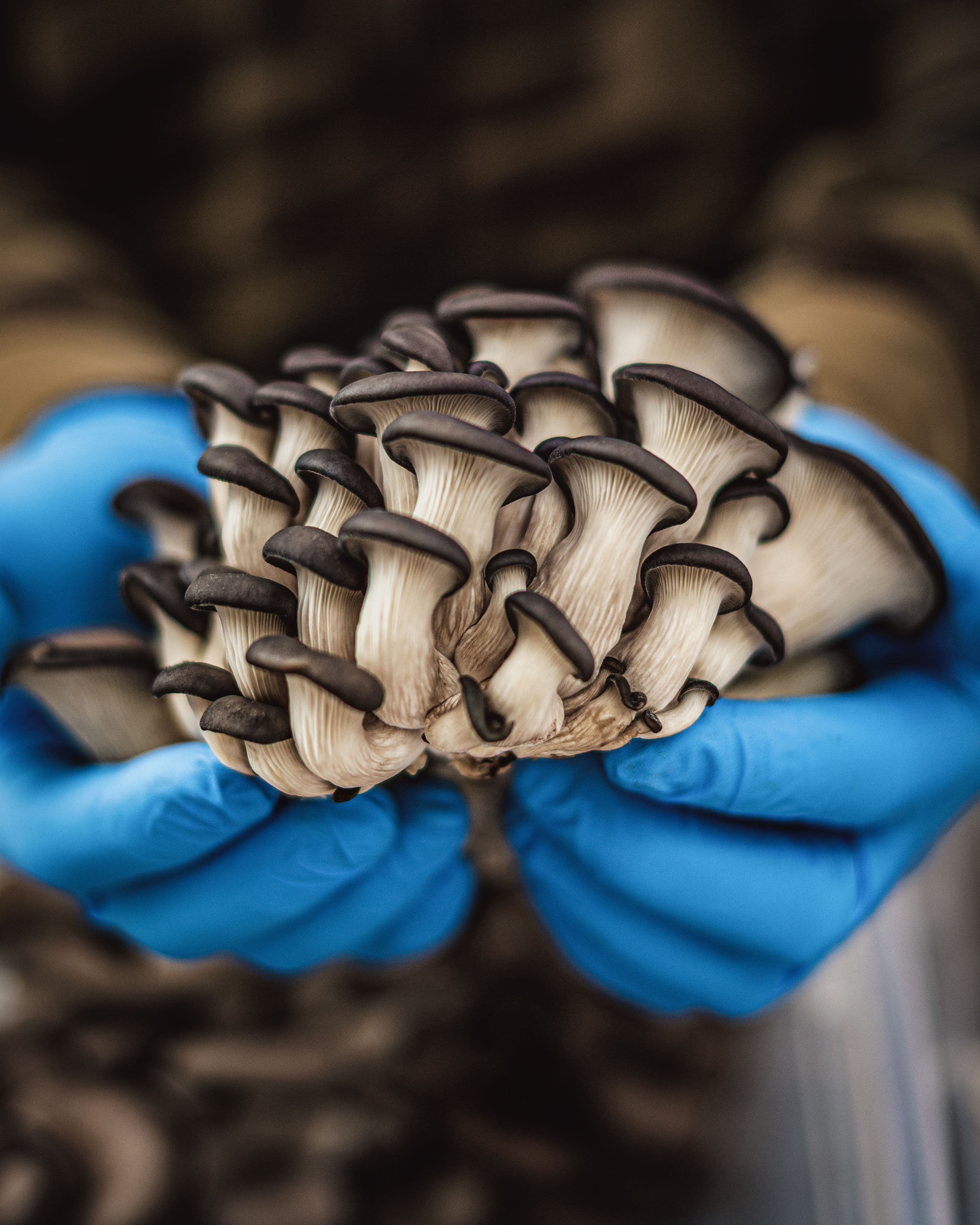 Processo de cultivo de shimeji preto em produção real